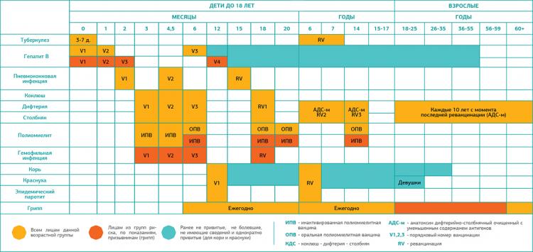 Национальный календарь прививок - Статьи - Клиника «C Нуля» (Здоровая семья)